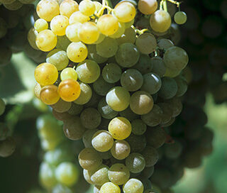 Torrontes Grapes