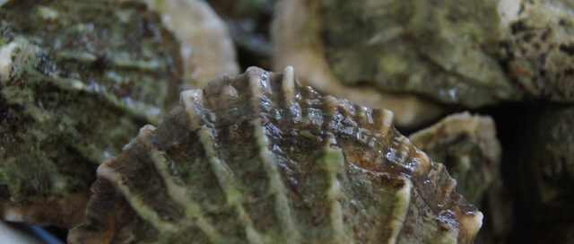 How To Shuck Oysters