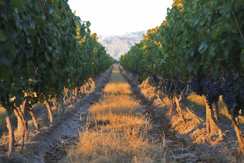 Argento Winery Views