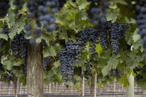 Malbec Grapes, Mendoza