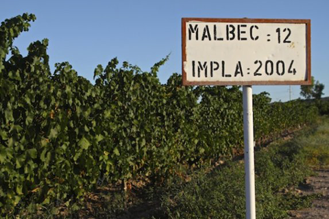 Malbec Sign, Argento Winery, Mendoza