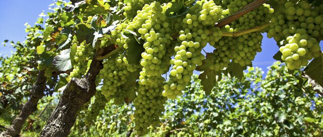 Moscato Grapes on Vine
