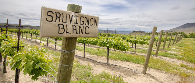 Chilean Sauvignon Blanc Main