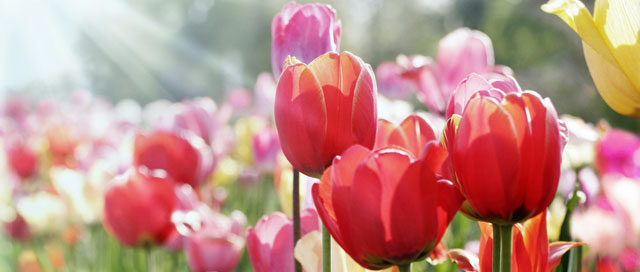 Spring Fling Decorating Tps Main