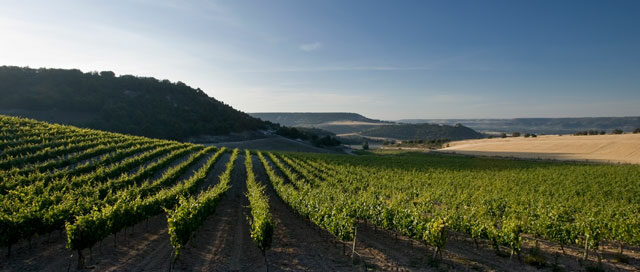 Ribera del Duero, Spain: Tempranillo