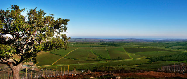 Anticipating Climate Change at Concha y Toro Main