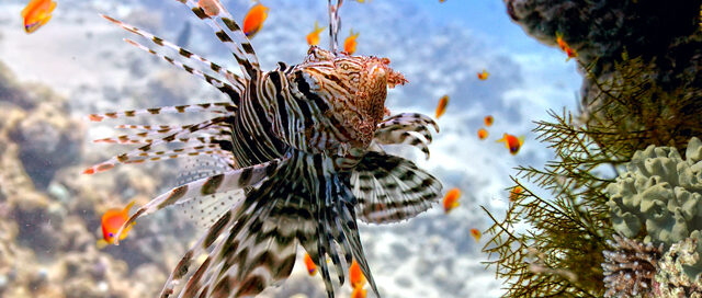 2 Ways with Lionfish Main