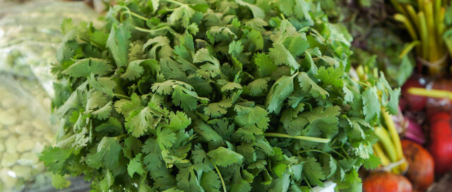 Spring Ingredient Essentials: Cilantro