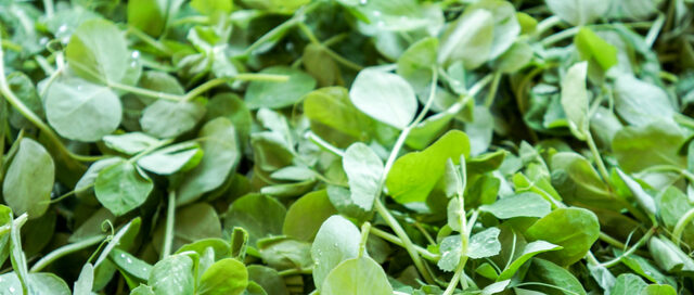 Spring Ingredient Essentials: Pea Shoots