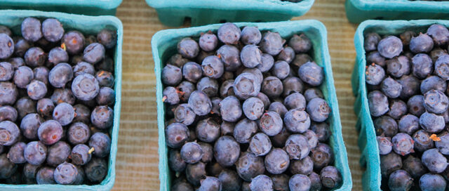 blueberries-carolyng-gomes-main