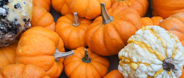 Fall Ingredient Essentials: Pumpkin