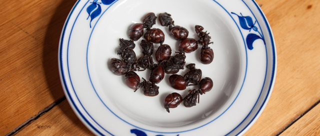 Eating Fat Bottom Ants in Colombia