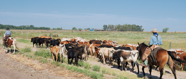 America's First Cowboys