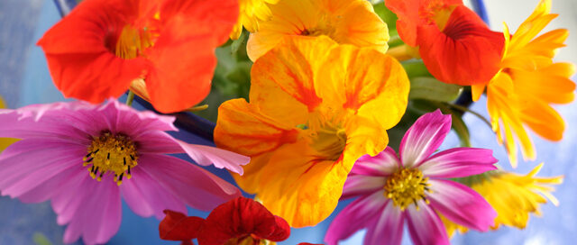 edible-flowers-stockfood-main