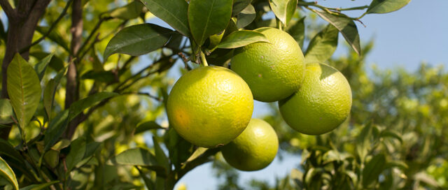 The Great Lime Shortage of 2014