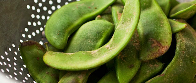 Spring Ingredient Essentials: Fava Beans