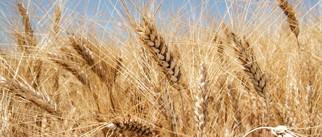 Guide to Whole Grains