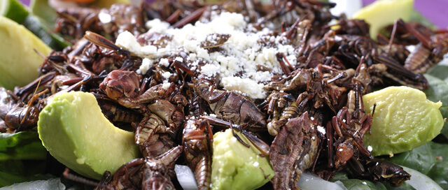 Bug Appétit: Insects as Food is the Latest Culinary Trend