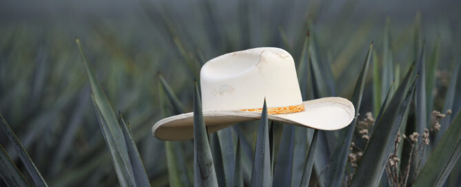 agave_field-shutterstock