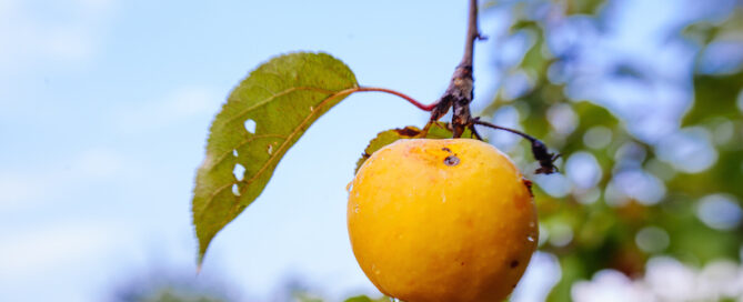 shutterstock_560691541