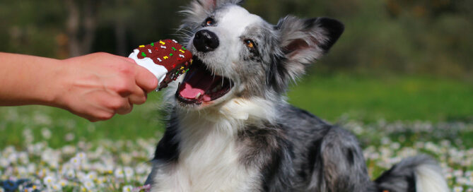 This Unique Ice Cream Parlor Treats Dogs in Mexico City